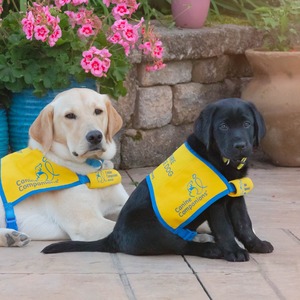 Paws for Independence at Fox Chapel Golf Club